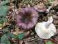 Feketésvörös galambgomba (Russula undulata), Somogy